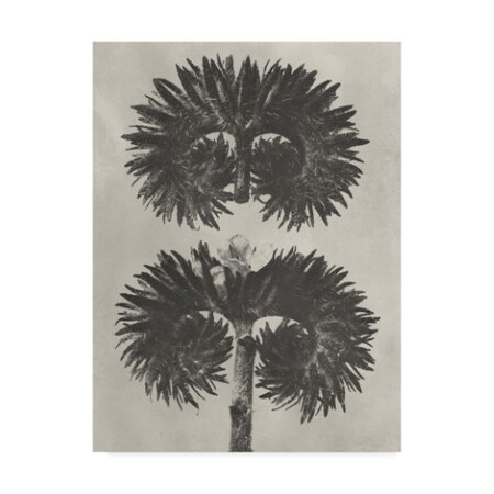 Trademark Fine Art Karl Blossfeldt 'Blossfeldt Botanical V' Canvas Art, 14x19 WAG07918-C1419GG